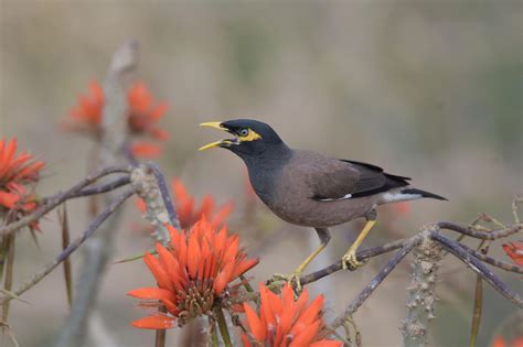 Common Myna Acridotheres Tristis