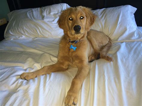 Beautiful 7 Month Old Golden Retriever Puppy Golden Retriever