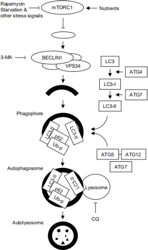 Schematic Representation Of Autophagic Flux Autophagy Starts With