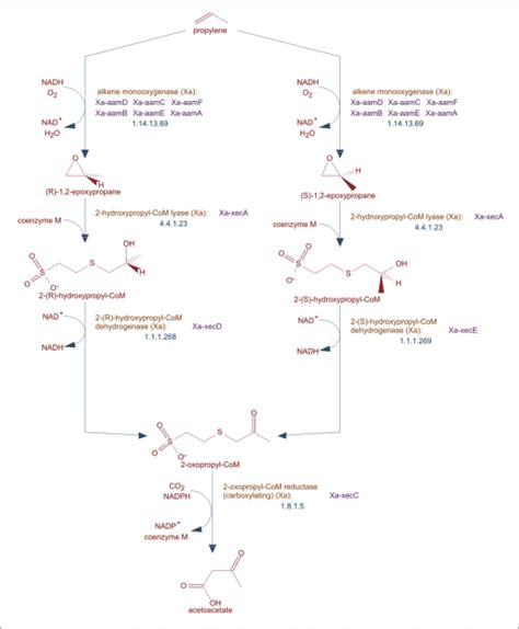 An Example Of A Pathway In Metacyc Pathways Can Be Displayed At Download Scientific Diagram