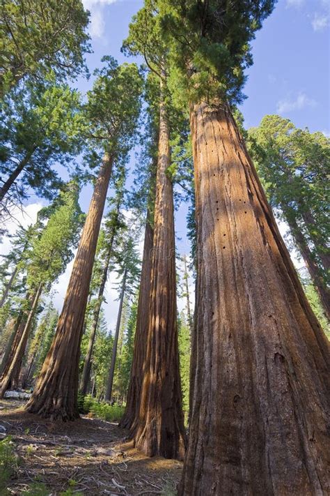 Giant Sequoia in Sequoia National Park - Yosemite National Park ...