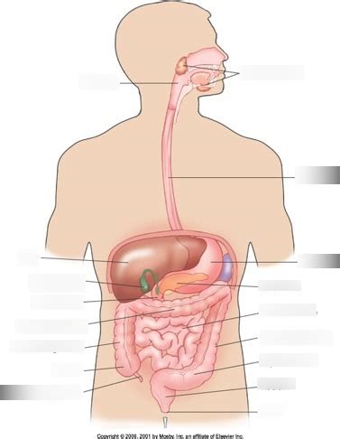 GI Tract Diagram 1 Diagram Quizlet