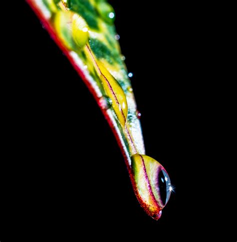 Free Images Leaf Flower Red Color Drip Close Up Drop Of Water