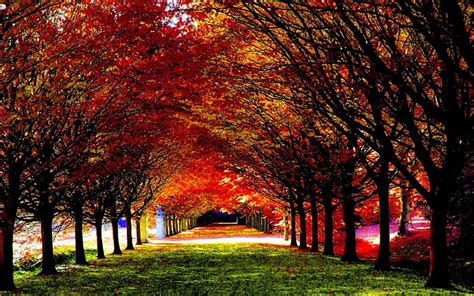 HD wallpaper: fall high resolution desktop backgrounds, plant, tree, autumn | Wallpaper Flare