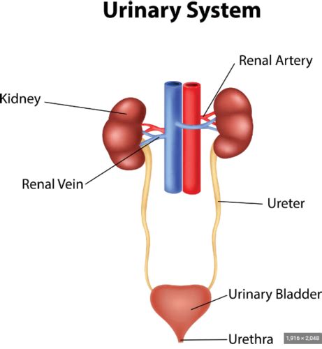 Urinary System Flashcards Quizlet