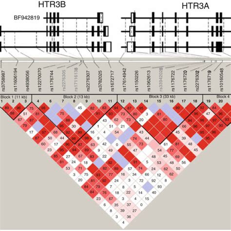 Distribution Of Htr A And Htr B Snps And Haplotype Blocks