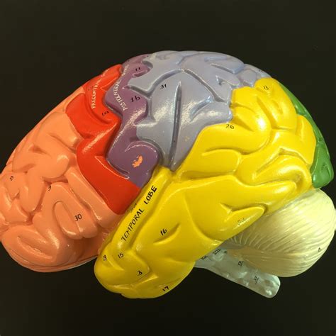 Giant Brain Diagram Quizlet