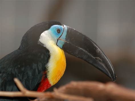 The Online Zoo - Channel-billed Toucan