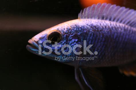 African Fish Stock Photo | Royalty-Free | FreeImages