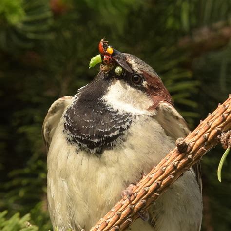 Das Buffet ist eröffnet NGIDn243380373 naturgucker de