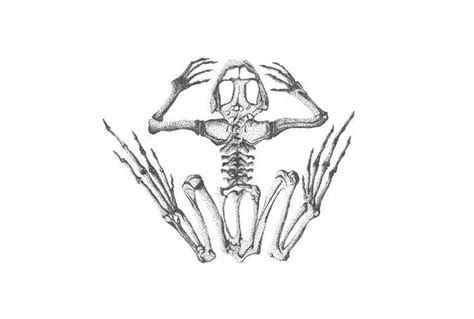 Frog Skeleton Drawing | Skeleton drawings, Animal skeletons, Drawings