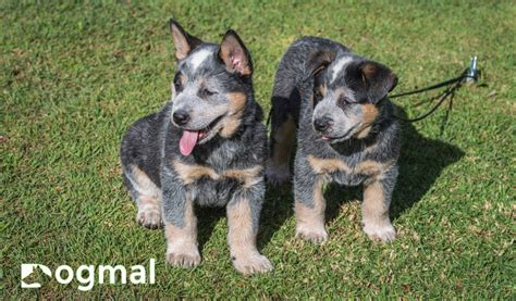 Blue Heeler Puppies: Tips to Choose the Right One for You