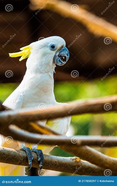 Portrait of Yellow-crested Cockatoo Stock Image - Image of cacatua, parrot: 217850297