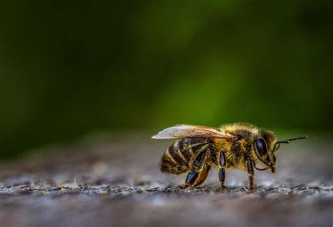 Por Qu Las Abejas Son Importantes Para La Biodiversidad Del Planeta