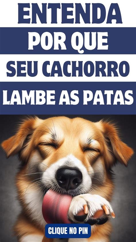 Por Que Meu Cachorro Lambe As Patas Comportamento Canino En