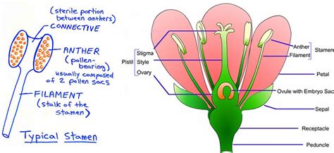 Diagram Of A Plant Reproductive System World Of Reference