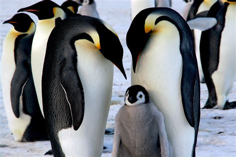 Pinguini Imperatori Che Mangiano Pinguino Imperatore | Animali In Via