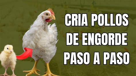 Cr Anza Y Engorde Pollos Como Criar Pollos De Engorde En Tu Propia