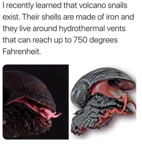 Lavator, the lava snail : Bossfight