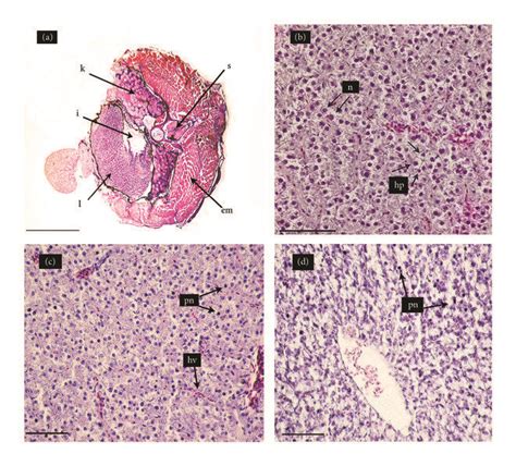 Hematoxylin Eosin Stained Cross Sections Of The Mid Section Of