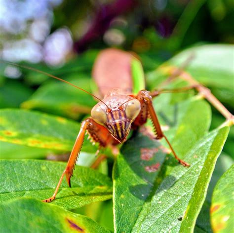 Praying Mantis Eating Flowers | Best Flower Site