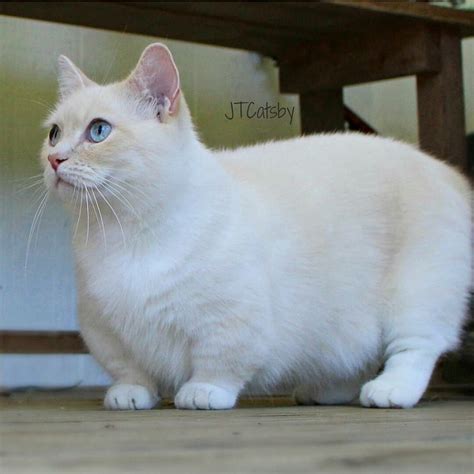 Not Fat-A Munchkin Cat💕🐾 | Munchkin cat, Cat breeds, Munchkin kitten