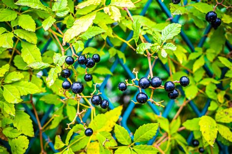 Plant Berry - Free photo on Pixabay - Pixabay