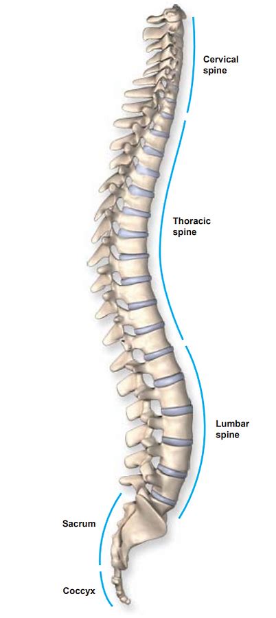 Nortex Spine And Joint Institute Anatomy Of The Spine