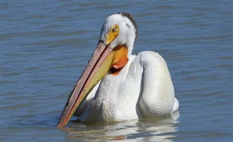 american white pelican project noah