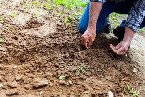 The Importance Of Proper Tree Planting Techniques Nurturing A