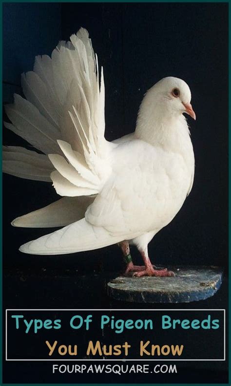 15 Types Of Pigeon Breeds You Must Know | Pigeon breeds, Types of pigeons, Pet pigeon