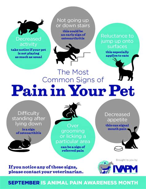 Signs Of Pain - Vet in Lakewood Ranch | Big Paws Animal Hospital