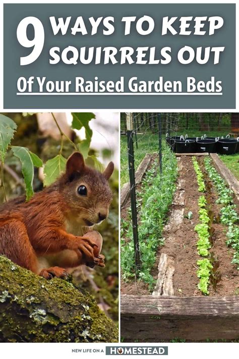 how to keep squirrels out of flower pots 2