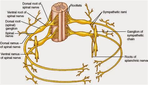 knowledge class human nervous system