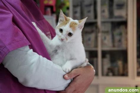 Se Regala Este Precioso Gato De 4 Meses Málaga Ciudad