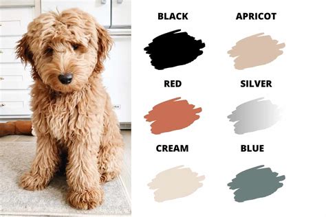 Exposing The Real Micro Goldendoodle