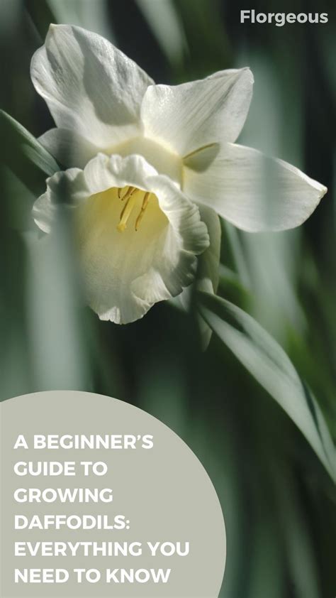 A Beginners Guide To Growing Daffodils Everything You Need To Know