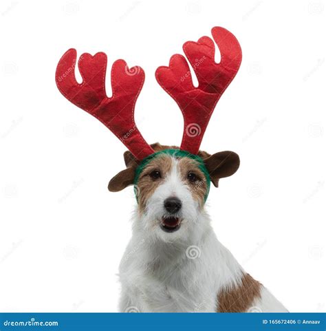 Jack Russell Terrier in New Year`s Horns. Christmas Pet. Holiday Animal