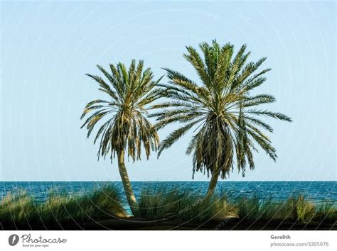 green palm trees on the Red Sea in Egypt Dahab - a Royalty Free Stock ...