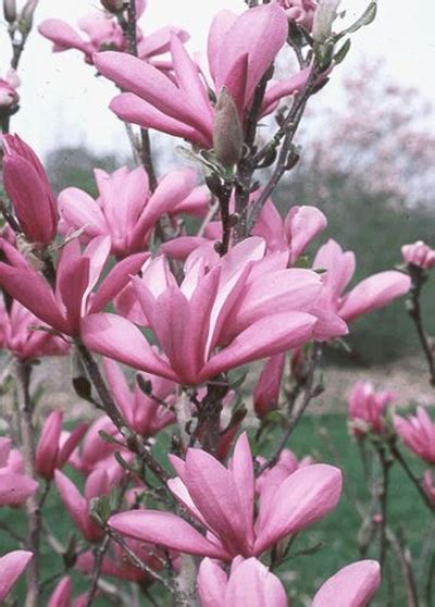 Magnolia Magnolia x 'Ann' ANN MAGNOLIA from Greenleaf Nursery
