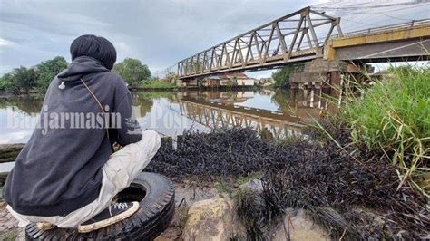 Dlh Banjarmasin Pantau Pembersihan Sungai Alalak Yang Tercemar Minyak