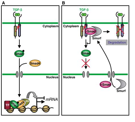 A The Canonical Smad Pathway Tgf Bound To The Two Receptor