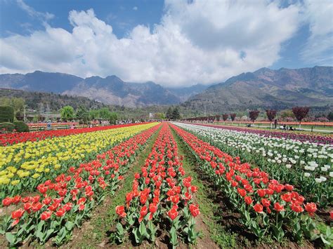 Srinagars Tulip Garden Enters World Book Of Records As Asias Largest