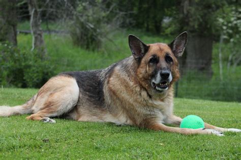 Most Common Health Issues In Senior German Shepherds