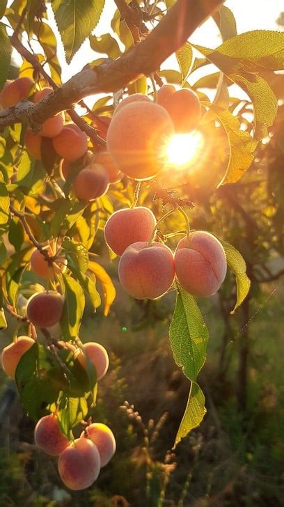 sunset peach orchard photo sunlight peaches orchard