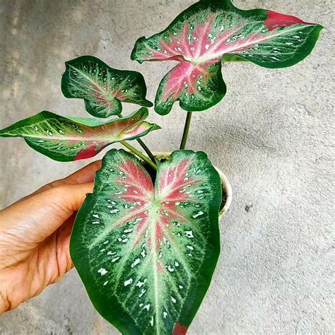 Jual Caladium Shy Cool / bunga keladi / tanaman hias keladi murah ...