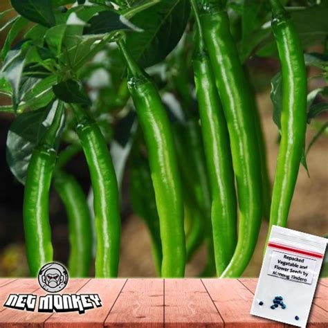 Panigang Hot Pepper Cindy Gang Seeds 16 Seeds Shopee Philippines