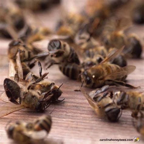 Honey Bee Diseases: Beekeeper's Guide- Carolina Honeybees