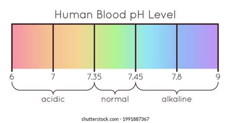 Vector Scale Human Blood Ph Acidic Stock Vector (Royalty Free) 1991887367 | Shutterstock