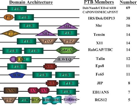 Domain Architecture Of Ptb Domain Proteins The Ptb Proteins And Total